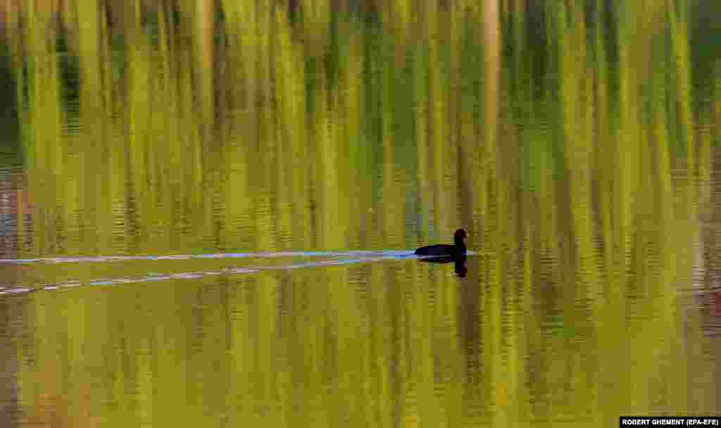 O rață sălbatică pe lacul în care se reflectă o salcie înflorită în Parcul Circului din București.