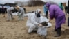 Белашца мазот схьалехьош бу волонтераш, Краснодаран кIошт
