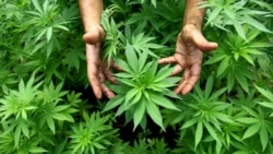U Sarajevu konferencija o legalizaciji kanabisa u medicinske svrhe