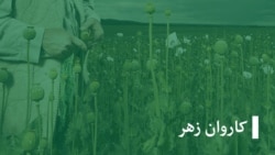  امسال در ولسوالی‌های کوکنار کشت شده که در سال‌های گذشته در ان کوکنار کشت نشده بود