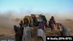 دهقانان در حال جمع آوری حاصلات شان در ولایت کندهار