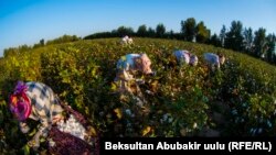 Ноокен районунда пахта терген аялдар.