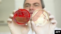 The dramatic growth of antibiotic-resistant strains of bacteria has made it imperative to develop new therapies. (file photo)