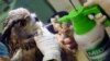 Singapore -- An Eurasian Eagle Owl is sprayed with anti-mite disinfection after receiving a vaccination again the avian flu (H5N2) at the Jurong Bird Park in Singapore, 07May2010