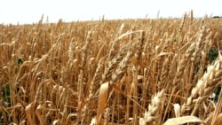 «էդ գնով 100 տոկոս չենք  վաճառի». Ազատանում ցորենի այս տարվա բերքից գոհ են, շուկայական գնից՝ խիստ դժգոհ