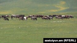 Հայաստան - Կովեր Շիրակի մարզի Աշոցքի տարածաշրջանի արոտավայրում, արխիվ